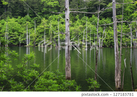 綠樹環繞的夢幻天然湖泊 127183781
