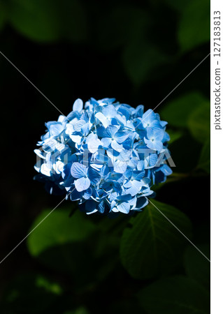 Hydrangea Hydrangea rainy season 127183813