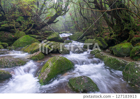 Yakushima Shiratani Unsuikyo Gorge: A misty valley where gods dwell (February Yakushima Shiratani Unsuikyo Gorge: A misty valley where gods dwell (February 127183913