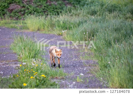 Wild Animal Material: Fox 127184078