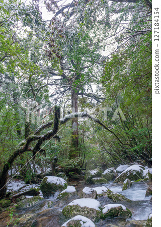寒神居住的屋久島白谷雲水峽（2月） 127184154