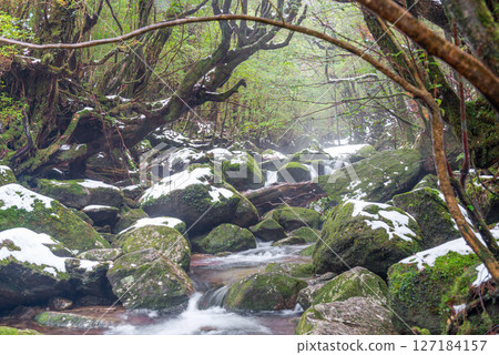 Yakushima Shiratani Unsuikyo Valley, where the god of extreme cold resides (February 127184157