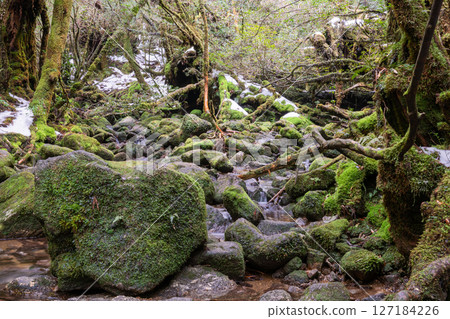 Yakushima Shiratani Unsuikyo Forest (February) A mountain stream and valley where the god of extreme cold lives 127184226