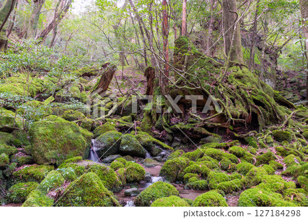 屋久島白谷雲水峽:日本最美的青苔溪(二月) 屋久島白谷雲水峽:日本最美的青苔溪(二月) 127184298