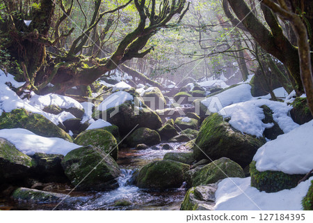 Yakushima Shiratani Unsuikyo Gorge: Sunlight filtering through the trees and the frigid valley (February Yakushima Shiratani Unsuikyo Gorge: Sunlight filtering through the trees and the frigid valley (February 127184395