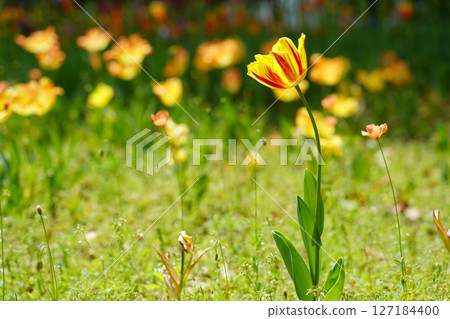 Tulip ~ Yokohama Park ~ Tulip ~ Yokohama Park ~ 127184400