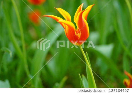 Tulip ~ Yokohama Park ~ 127184407