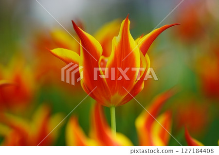 Tulip ~ Yokohama Park ~ 127184408