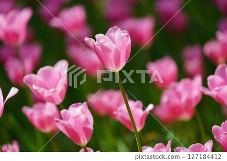 鬱金香〜橫濱公園〜 127184412