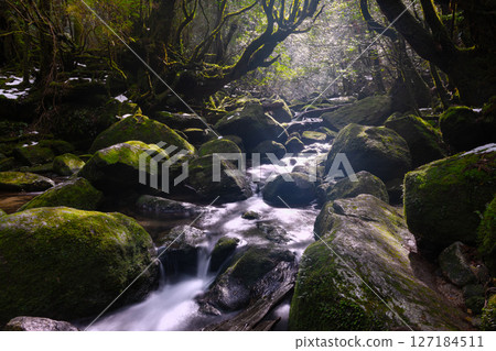 屋久島白谷雲水峽:陽光透過樹木,神靈棲息的山谷(2月) 屋久島白谷雲水峽:陽光透過樹木,神靈棲息的山谷(2月) 127184511