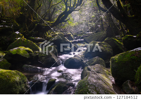 屋久島白谷雲水峽：陽光透過樹木，神靈棲息的山谷（2月） 127184512