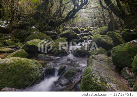 Yakushima Shiratani Unsuikyo Valley: A valley where sunlight filters through the trees and gods reside (February 127184513