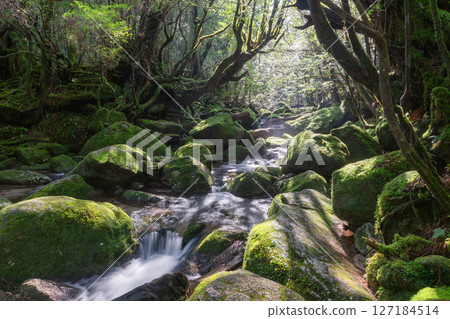 屋久島白谷雲水峽：陽光透過樹木，神靈棲息的山谷（2月） 127184514