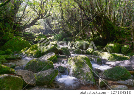 Yakushima Shiratani Unsuikyo Valley: A valley where sunlight filters through the trees and gods reside (February Yakushima Shiratani Unsuikyo Valley: A valley where sunlight filters through the trees and gods reside (February 127184518