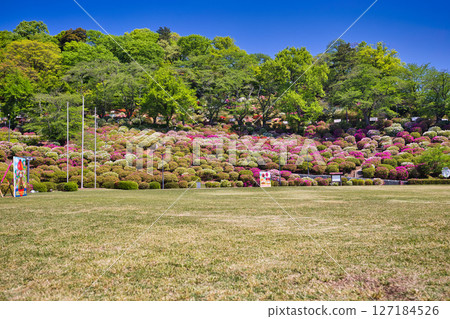 擁有美麗杜鵑花的西山公園 127184526
