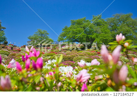 擁有美麗杜鵑花的西山公園 127184527
