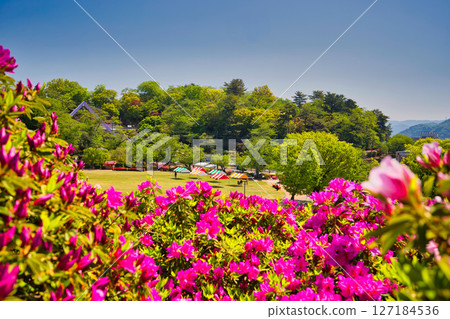 Nishiyama Park with beautiful azaleas 127184536
