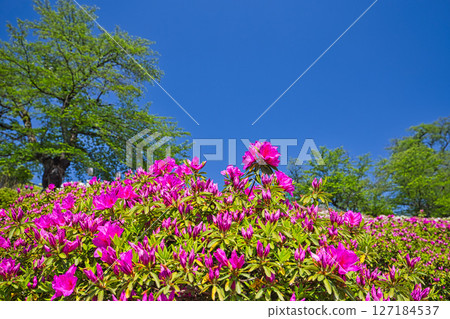 擁有美麗杜鵑花的西山公園 127184537