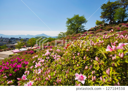 擁有美麗杜鵑花的西山公園 127184538