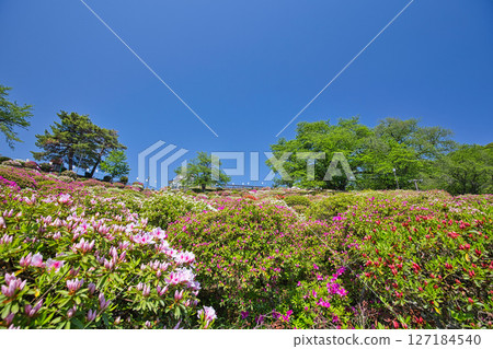 Nishiyama Park with beautiful azaleas Nishiyama Park with beautiful azaleas 127184540