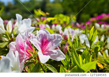 擁有美麗杜鵑花的西山公園 127184543