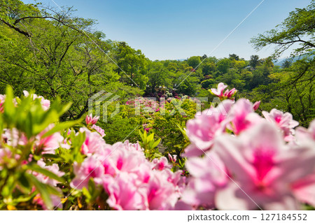 擁有美麗杜鵑花的西山公園 擁有美麗杜鵑花的西山公園 127184552