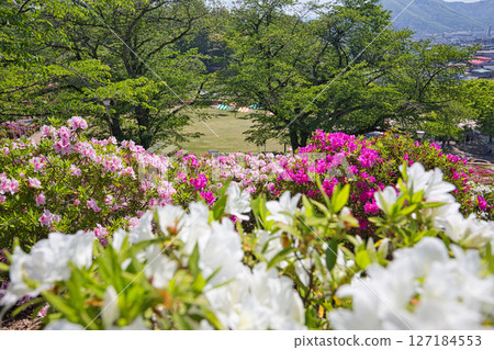 Nishiyama Park with beautiful azaleas Nishiyama Park with beautiful azaleas 127184553