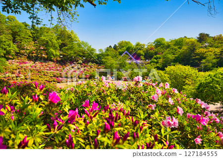 擁有美麗杜鵑花的西山公園 127184555