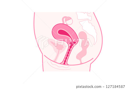 Female reproductive structure (side view) 127184587