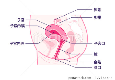 女性生殖系統解剖圖（側面視圖，附名稱和文字） 127184588