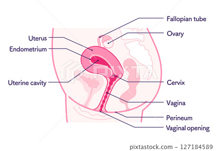 Anatomy of the female reproductive system (side view, with English names) Anatomy of the female reproductive system (side view, with English names) 127184589