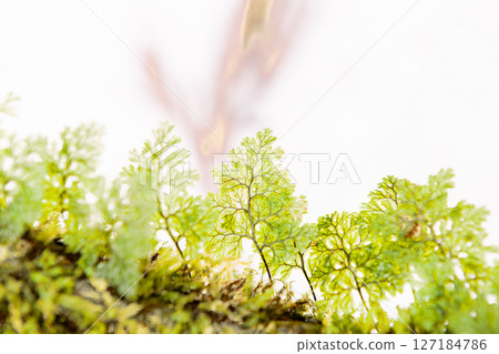 苔蘚家族的一員,屋久島白谷雲水峽(二月 苔蘚家族的一員,屋久島白谷雲水峽(二月 127184786