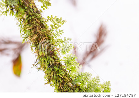 A member of the moss family, Shiratani Unsuikyo Gorge, Yakushima (February 127184787