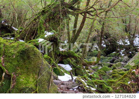 Yakushima Shiratani Unsuikyo Gorge (February) - Japan's most beautiful moss forest where gods live Yakushima Shiratani Unsuikyo Gorge (February) - Japan's most beautiful moss forest where gods live 127184820