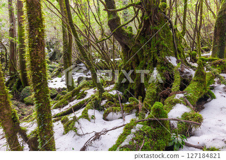 Yakushima Shiratani Unsuikyo Gorge: A frigid mossy forest (February) Yakushima Shiratani Unsuikyo Gorge: A frigid mossy forest (February) 127184821