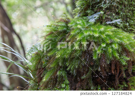 屋久島白谷雲水峽：日本最美的苔蘚森林（二月 127184824