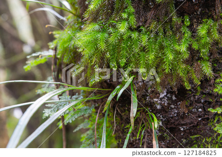 屋久島白谷雲水峽：日本最美的苔蘚森林（二月 127184825