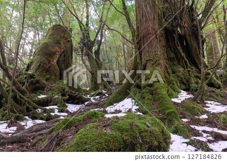 屋久島白谷雲水峽：寒神棲息的森林（2月） 127184826