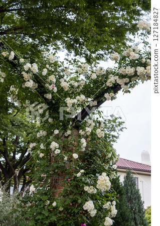 橫濱港未來公園拱門頂上的白玫瑰 127184827