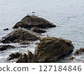 海鷗和大海 127184846