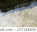 小魚 127184850