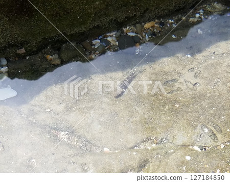 小魚 小魚 127184850