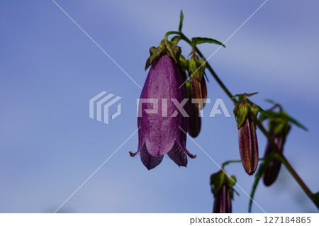 Firefly brush 127184865