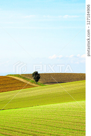 Simple landscape of the hills of Biei, Hokkaido Simple landscape of the hills of Biei, Hokkaido 127184906