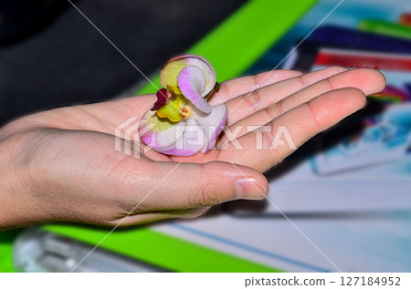 Flowers in the palm of your hand Flowers in the palm of your hand 127184952
