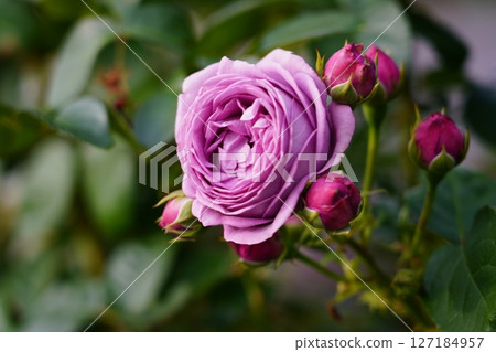 玫瑰〜有點藍〜 127184957