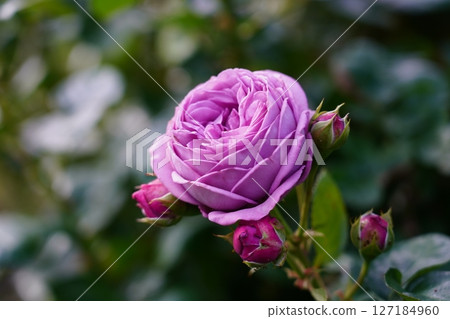 玫瑰〜有點藍〜 玫瑰〜有點藍〜 127184960