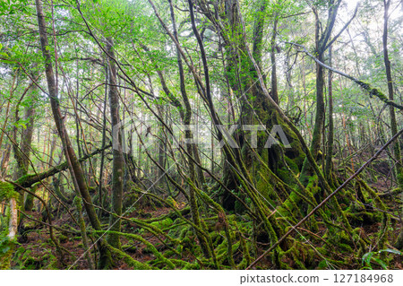 Yakushima Shiratani Unsuikyo Gorge: Sunlight filtering through the trees and mossy forest (February 127184968