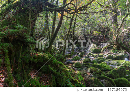 屋久島白谷雲水峽：陽光透過樹木和神靈的縫隙灑滿森林（2月） 127184973
