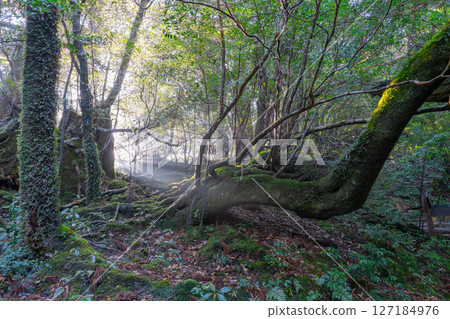 Yakushima Shiratani Unsuikyo Gorge: A forest filled with sunlight filtering through the trees and the gods (February 127184976